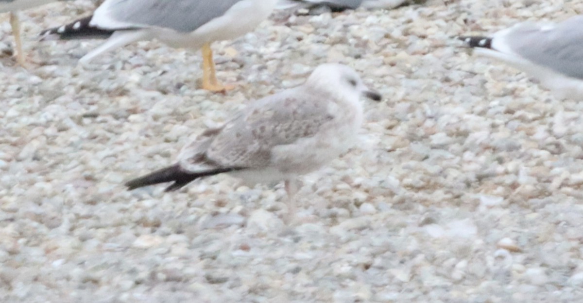 Мартин жовтоногий - ML645831636