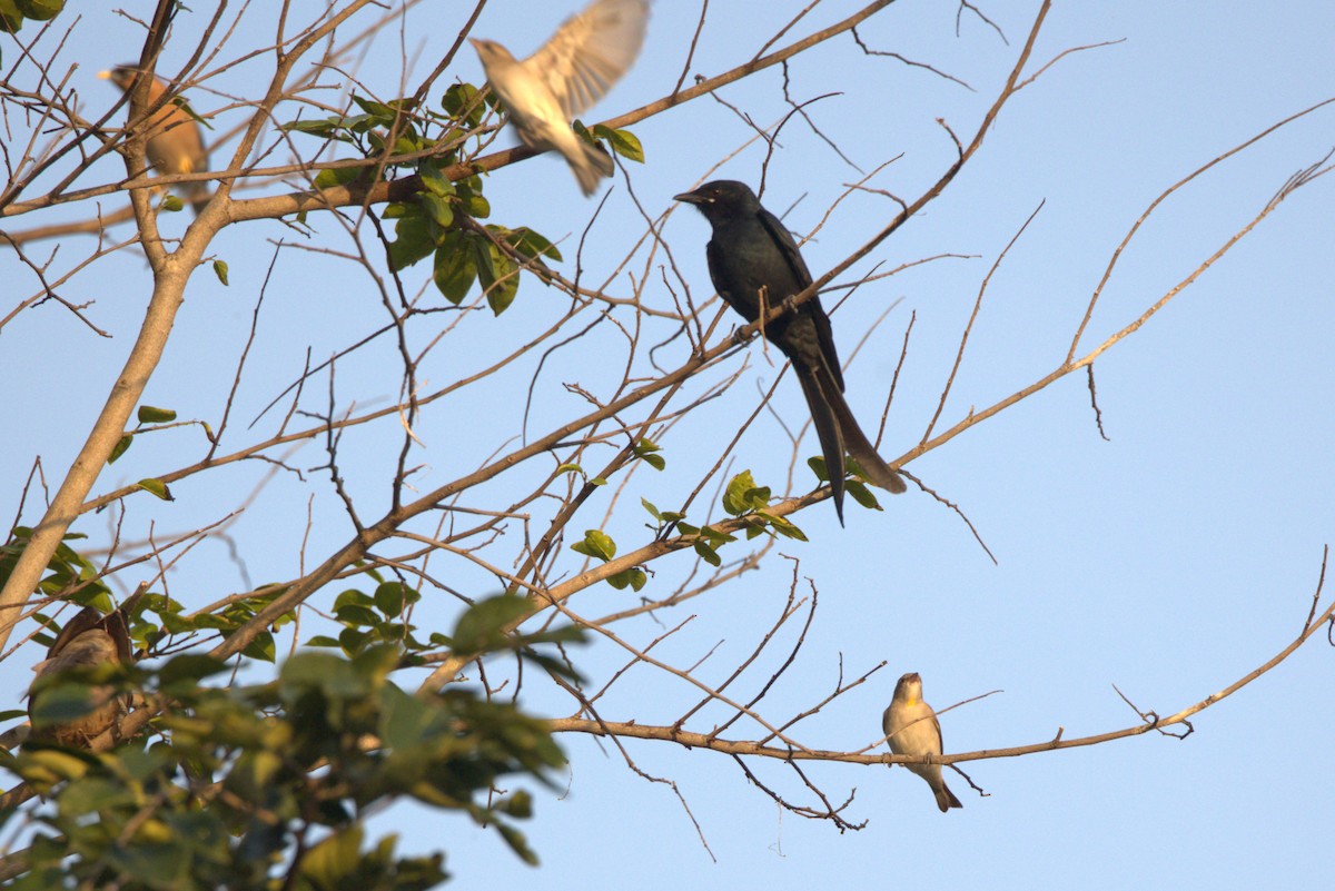 Дронго чорний - ML645831638