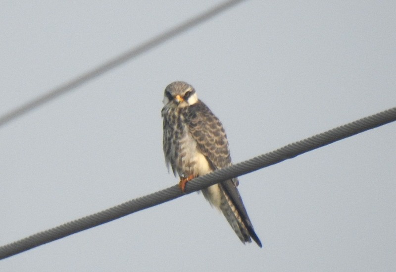 Кібчик амурський - ML645831639