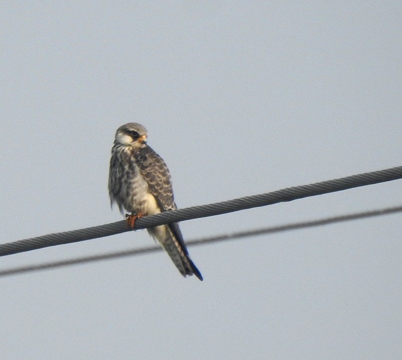 Кібчик амурський - ML645831640