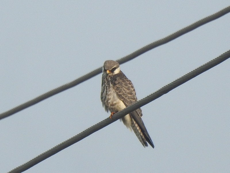 Кібчик амурський - ML645831641