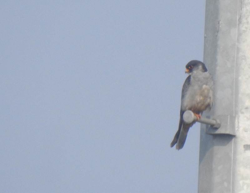 Кібчик амурський - ML645831642