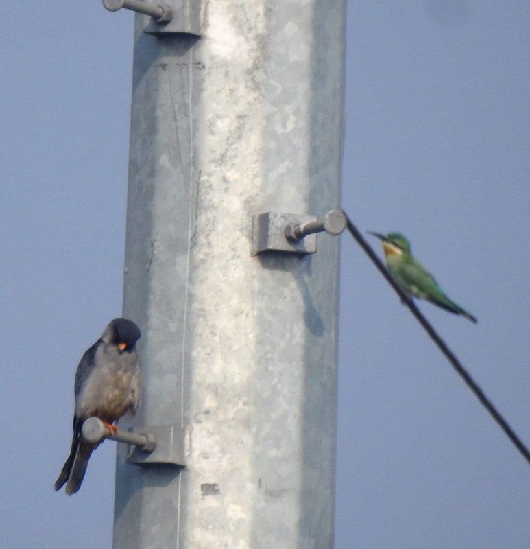 Кібчик амурський - ML645831643