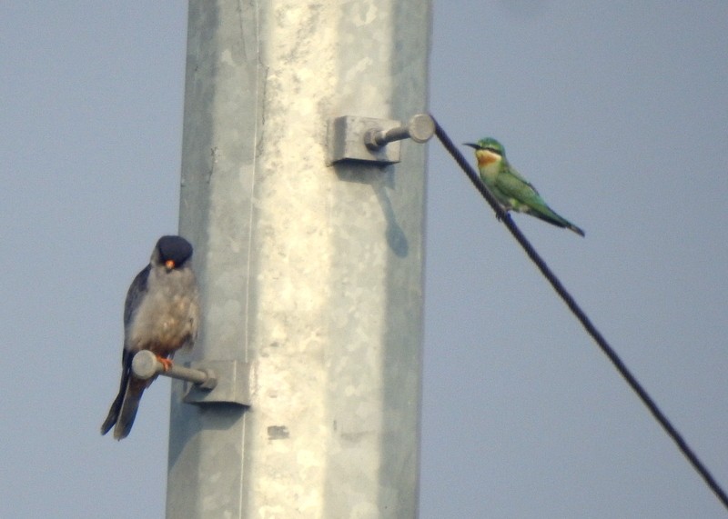 Кібчик амурський - ML645831644