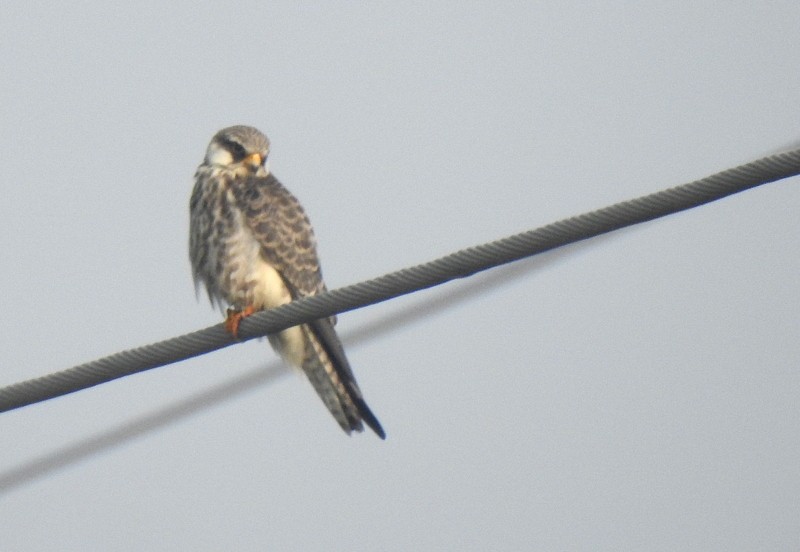 Кібчик амурський - ML645831645