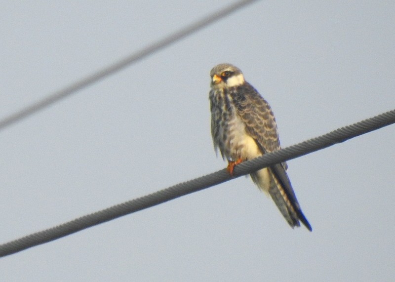 Кібчик амурський - ML645831646