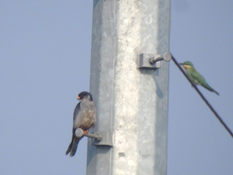 Кібчик амурський - ML645831647