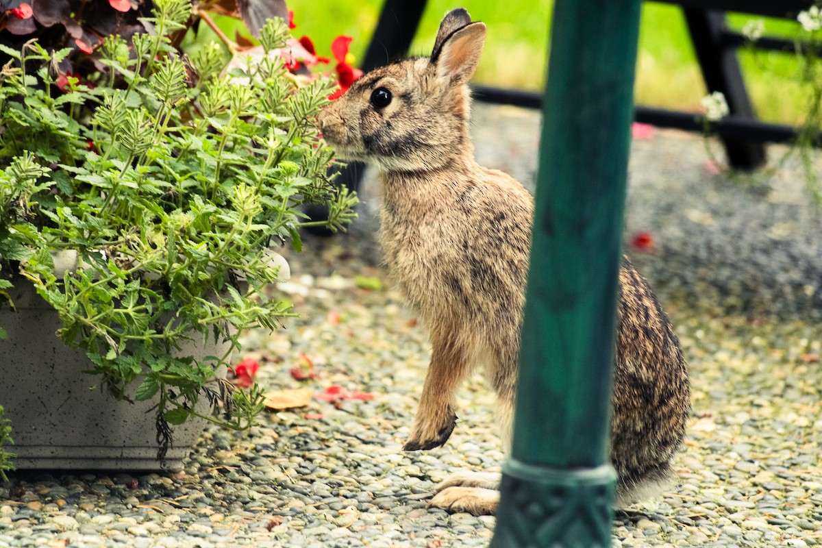 Hares and Rabbits - ML645831648