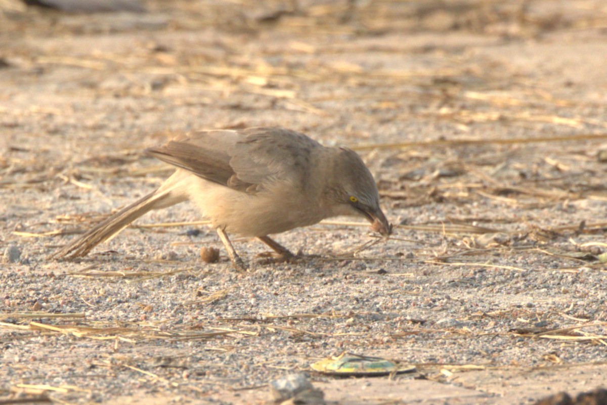 Кратеропа сіра - ML645831649