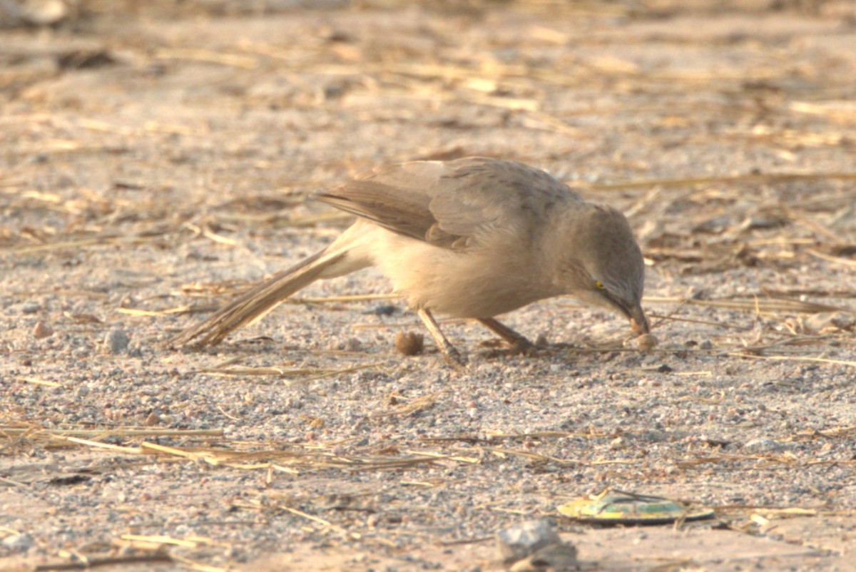 Кратеропа сіра - ML645831650