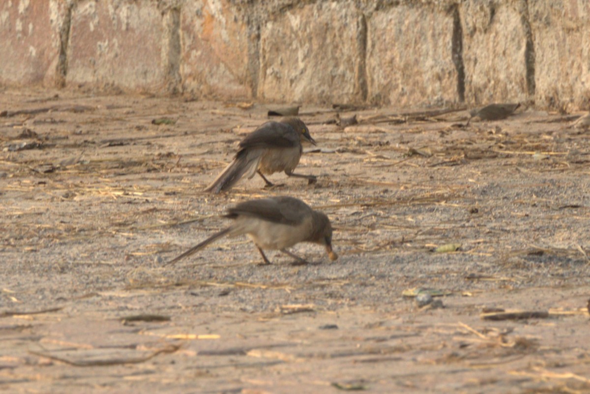 Кратеропа сіра - ML645831651