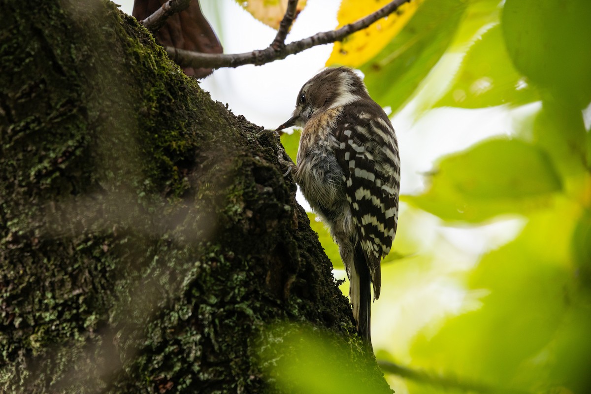 Дятел бурощокий - ML645831652