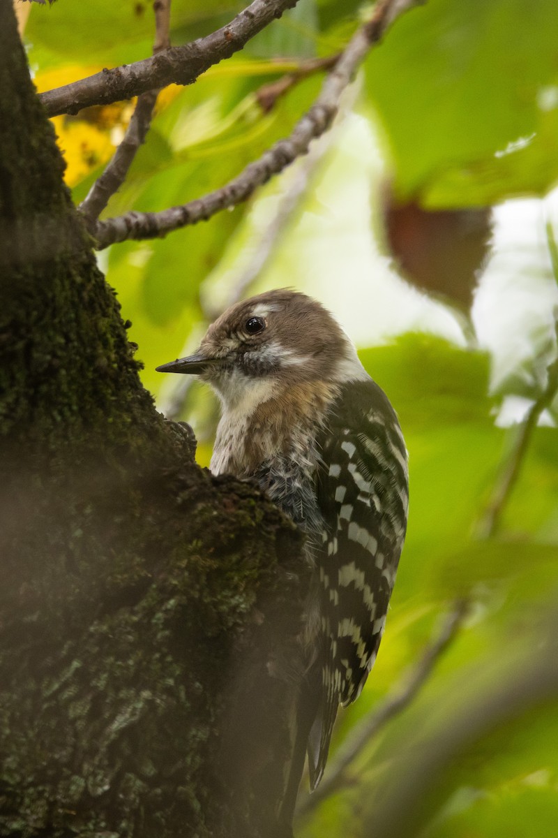 Дятел бурощокий - ML645831653