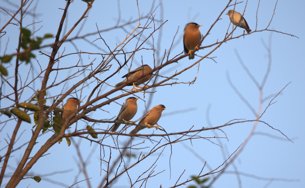 Шпачок брамінський - ML645831657