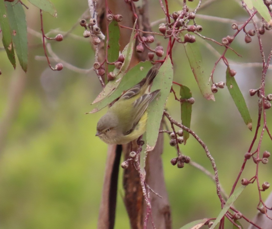 Ріроріро короткодзьобий - ML645831662