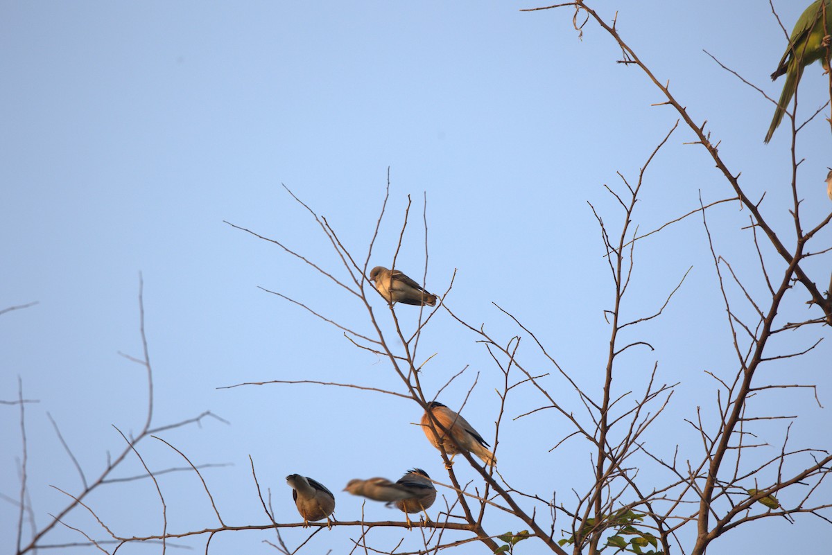 Шпачок брамінський - ML645831664