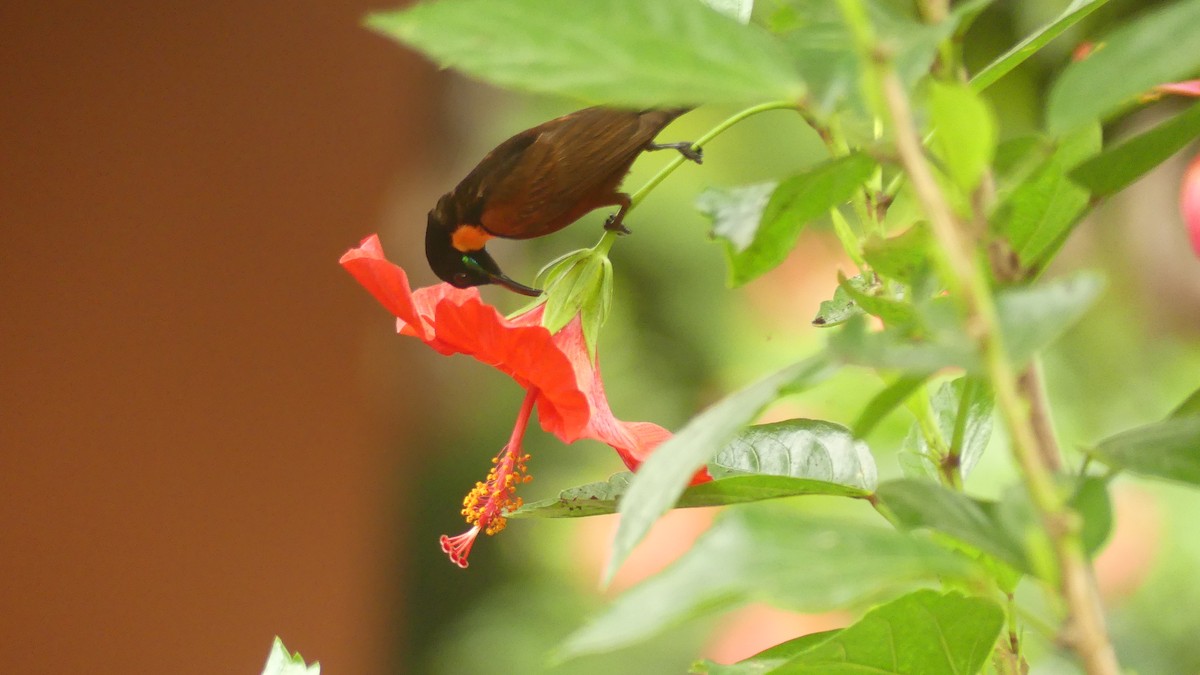 Нектарець каштановий - ML645831665