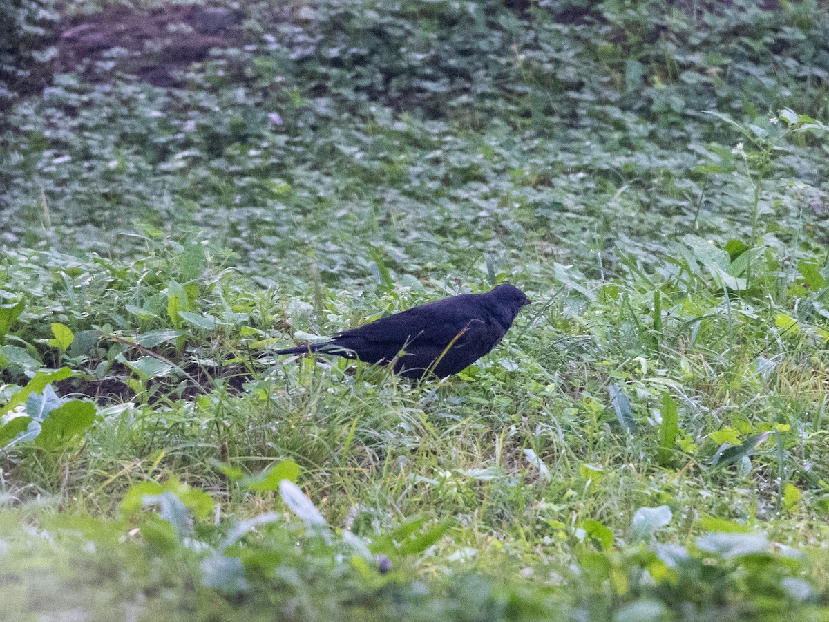 中國黑鶇 - ML645831669