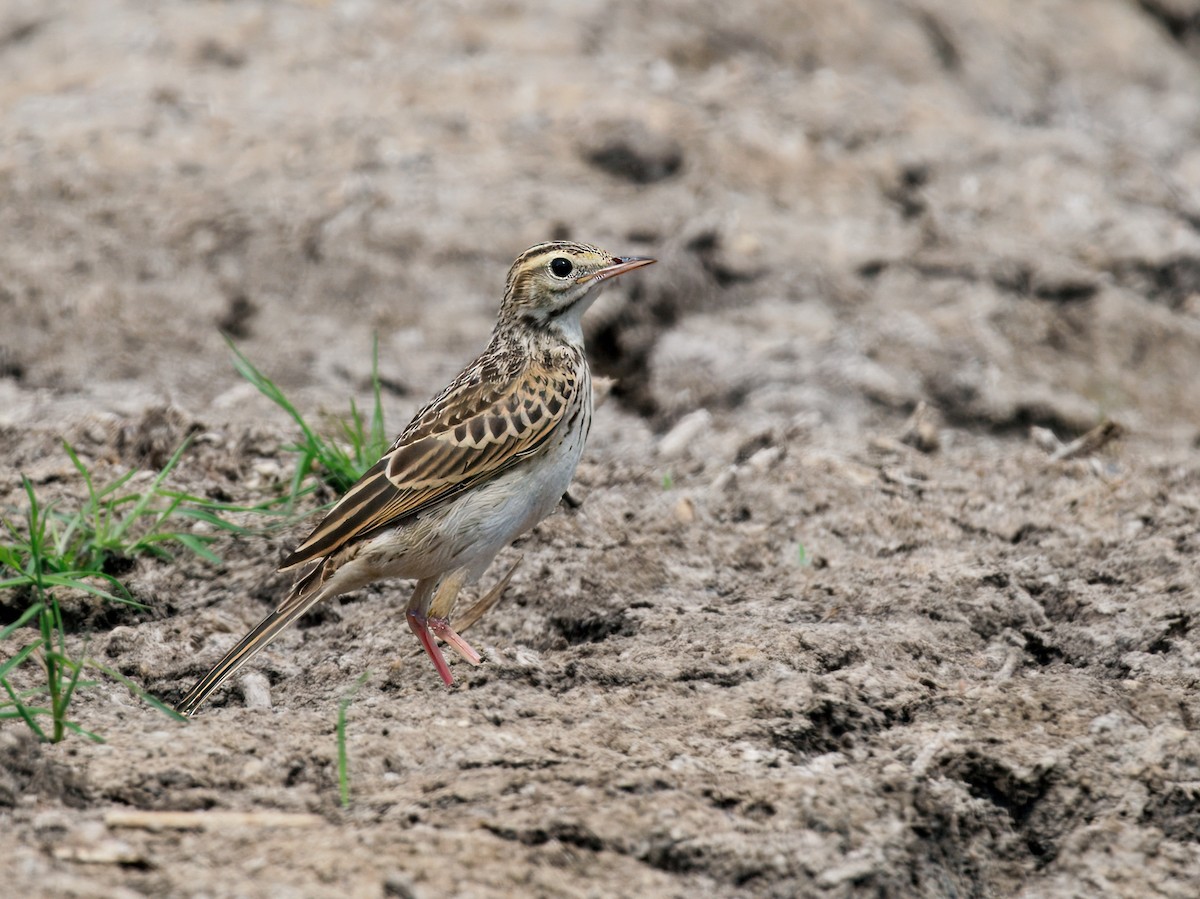 Australian Pipit - ML645831672