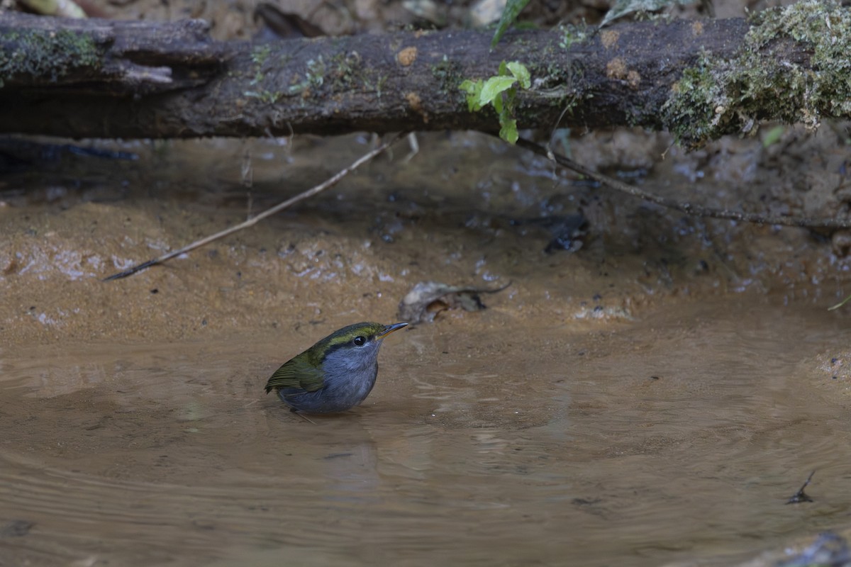 Тезія жовтоброва - ML645831673