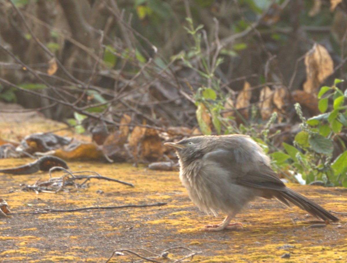 Кратеропа попеляста - ML645831674