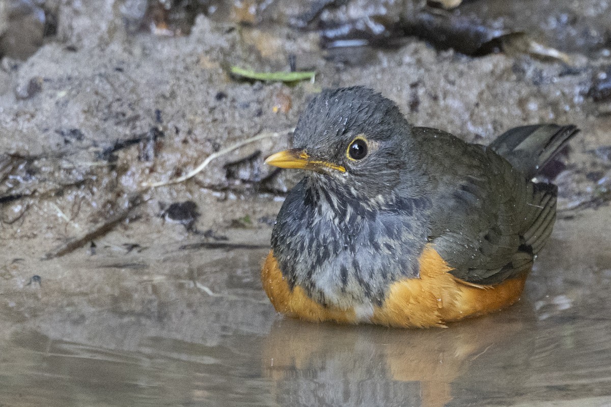 Дрізд індокитайський - ML645831675