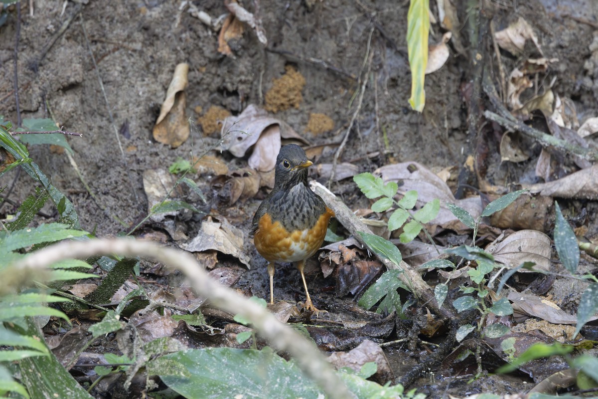 Дрізд індокитайський - ML645831676