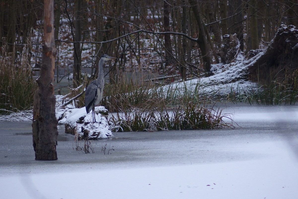 Чапля сіра - ML645831678