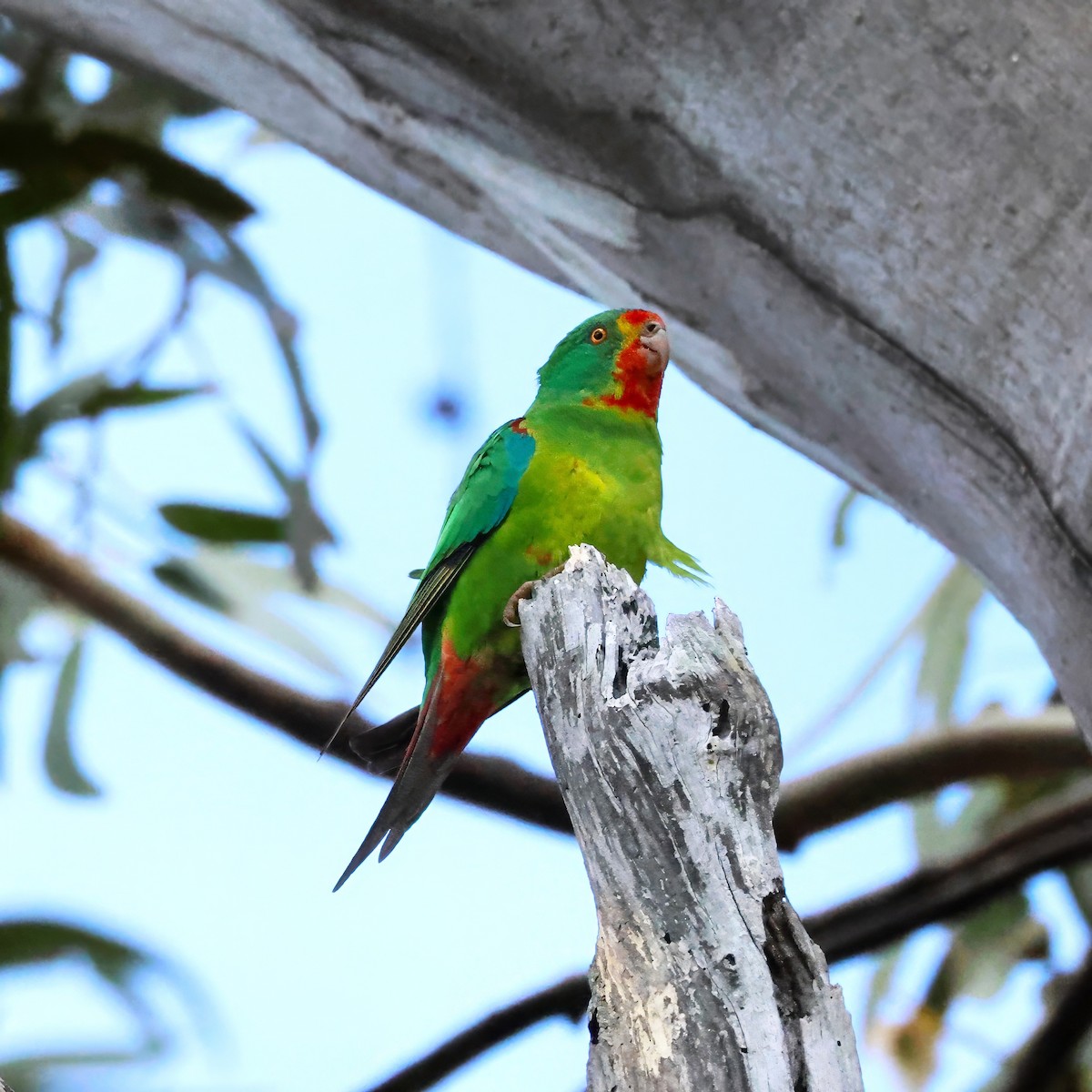 Папужка червоногорлий - ML645831679