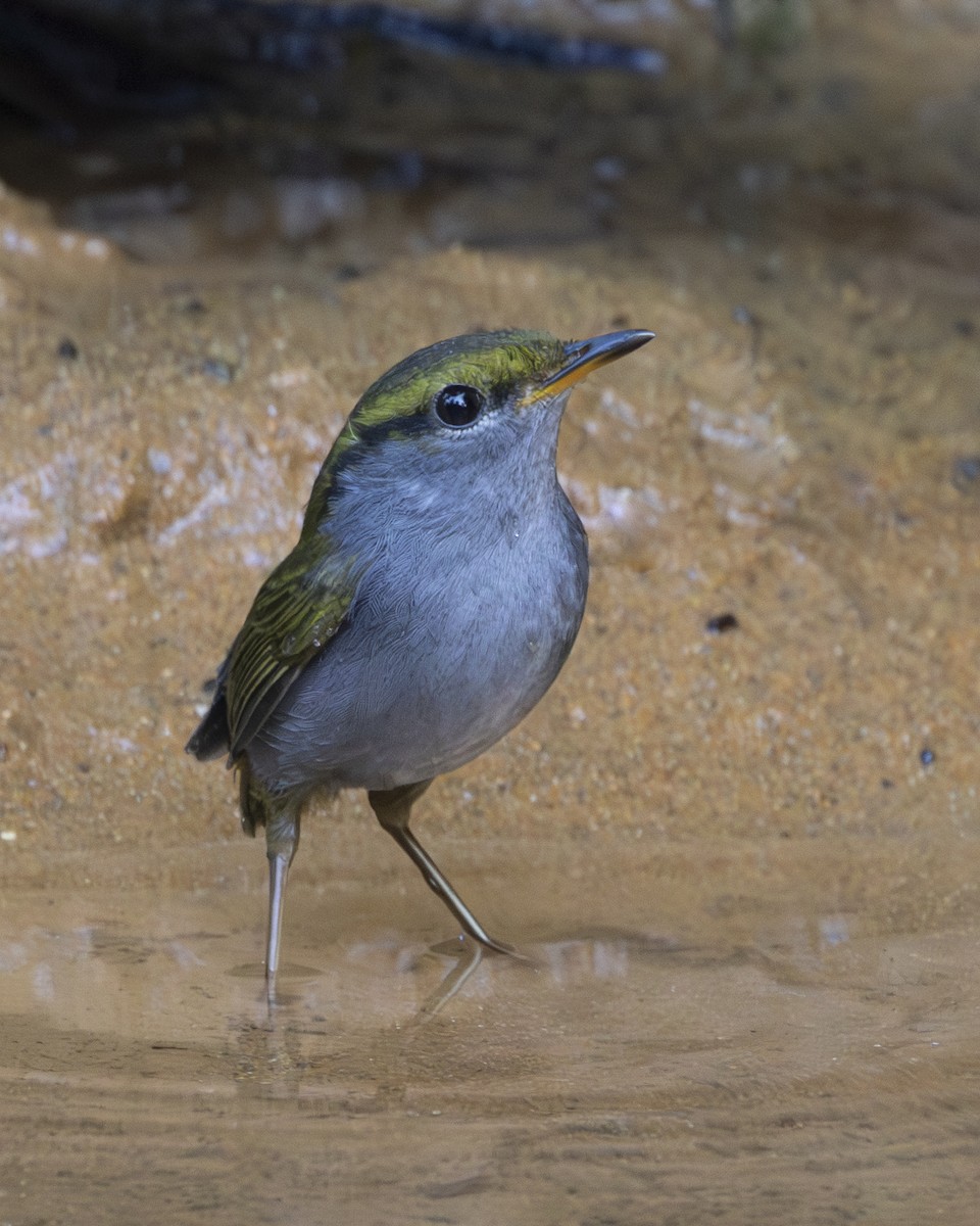 Тезія жовтоброва - ML645831680