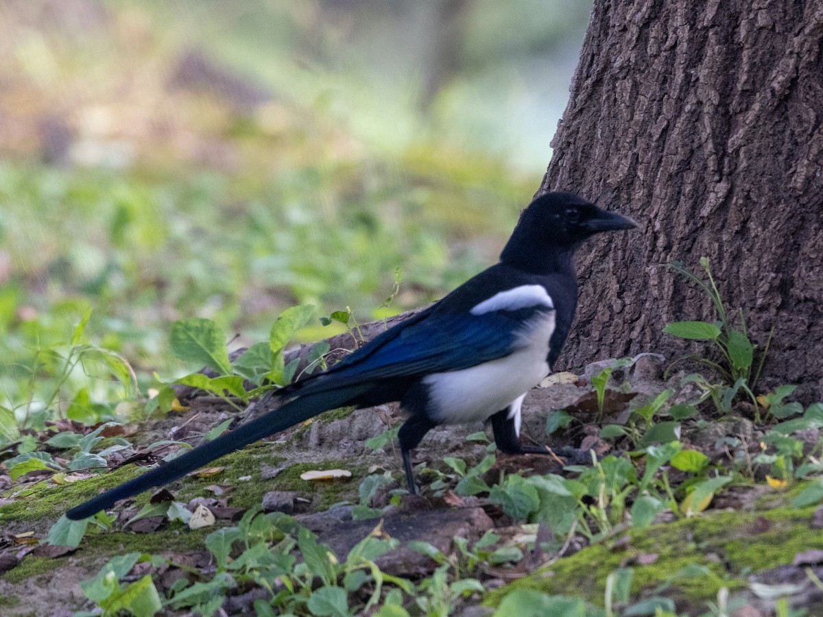 喜鵲 - ML645831681