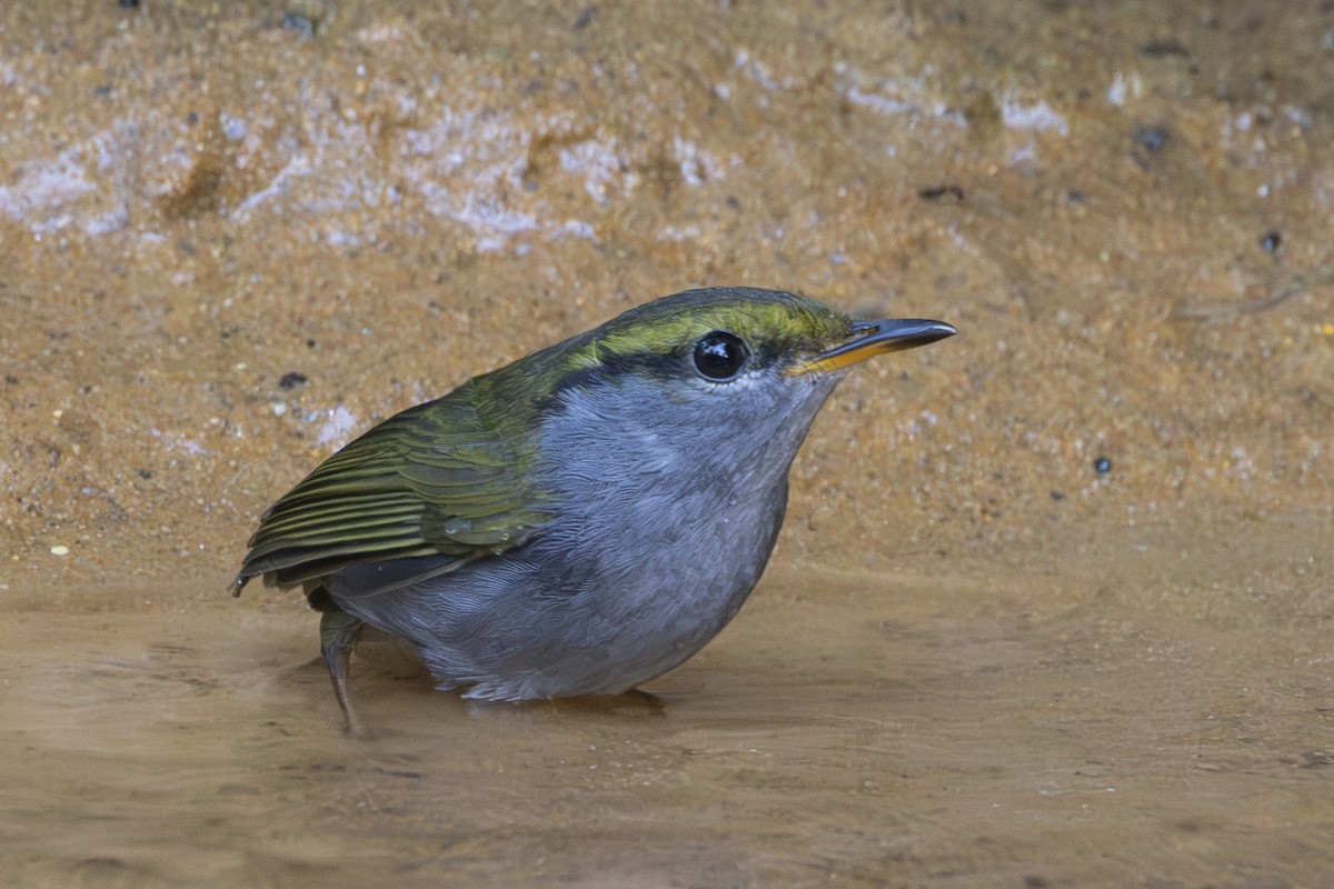 Gray-bellied Tesia - ML645831682