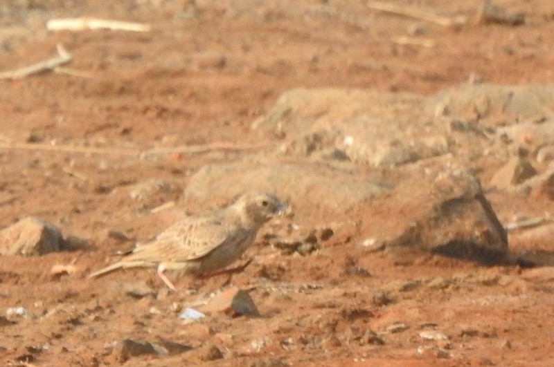 Ashy-crowned Sparrow-Lark - ML645831684
