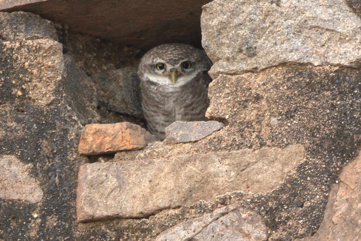Spotted Owlet - ML645831685