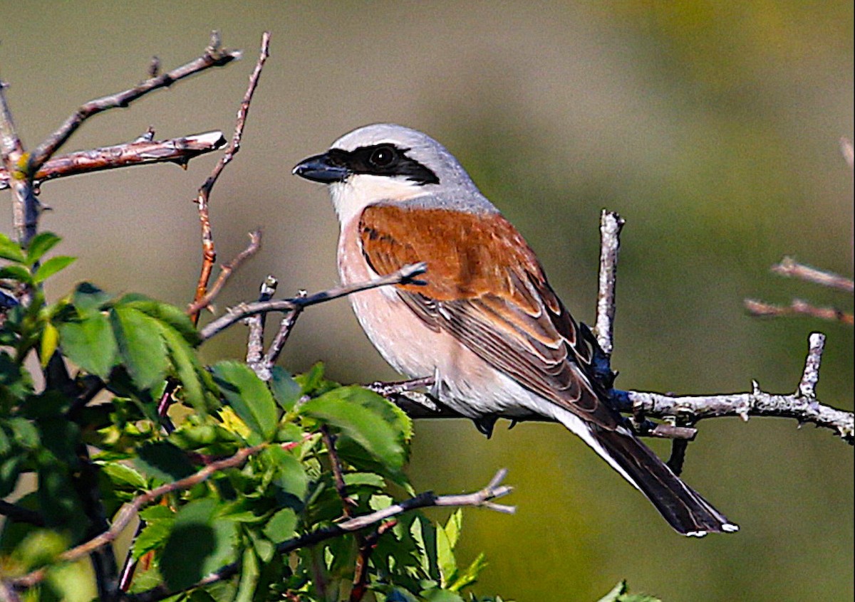 紅背伯勞 - ML645831686