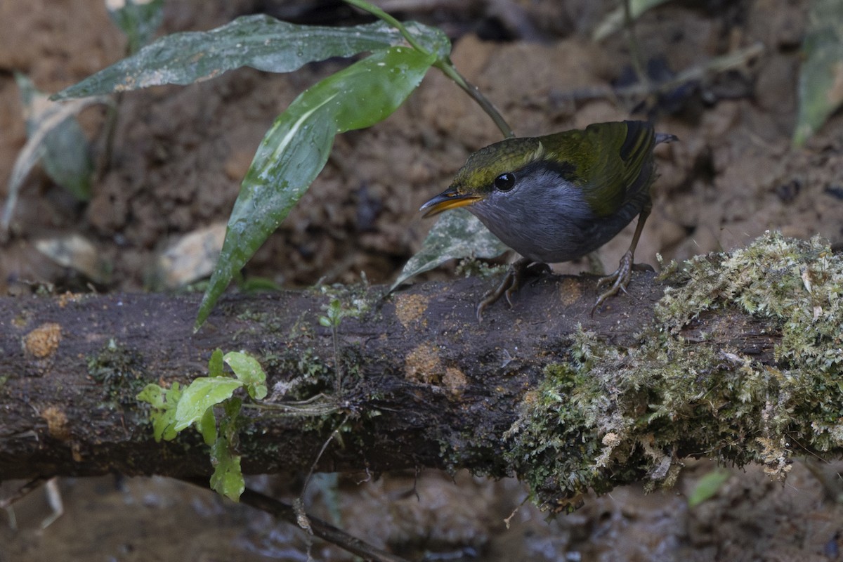 Gray-bellied Tesia - ML645831688