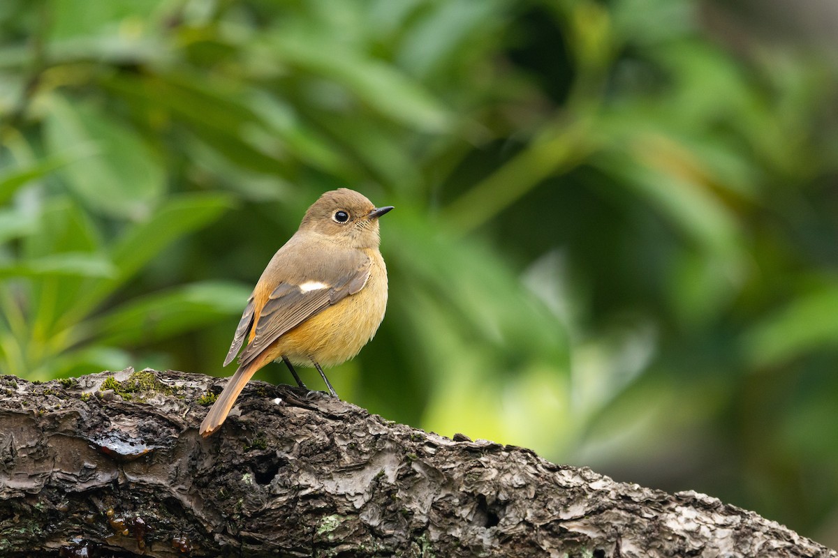 黃尾鴝 - ML645831689