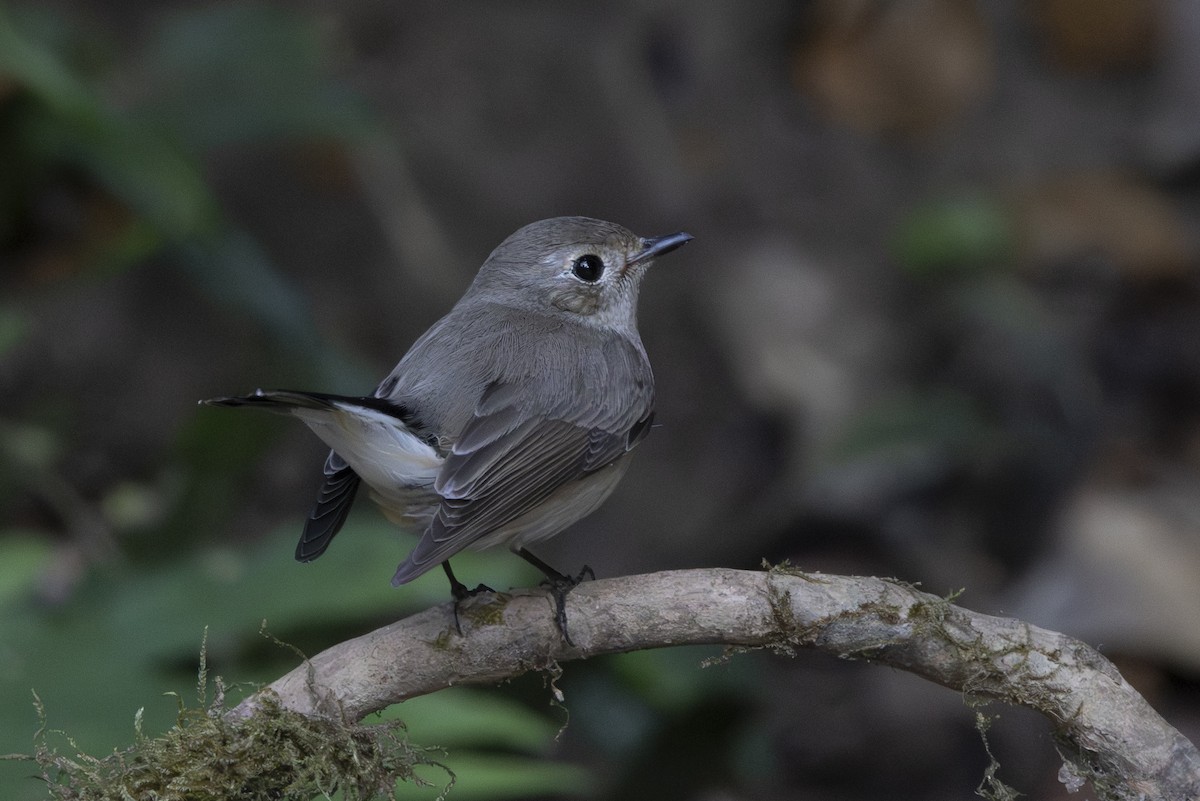 紅喉鶲 - ML645831690