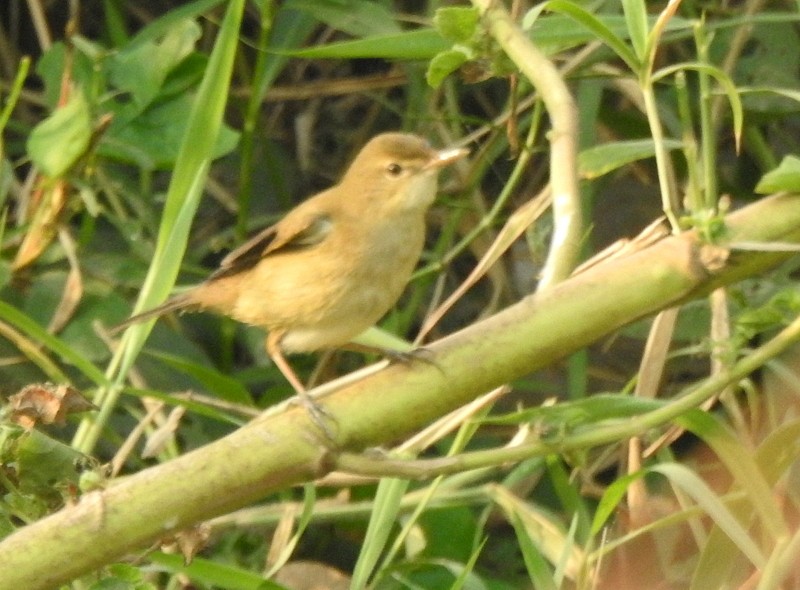 布氏葦鶯 - ML645831692