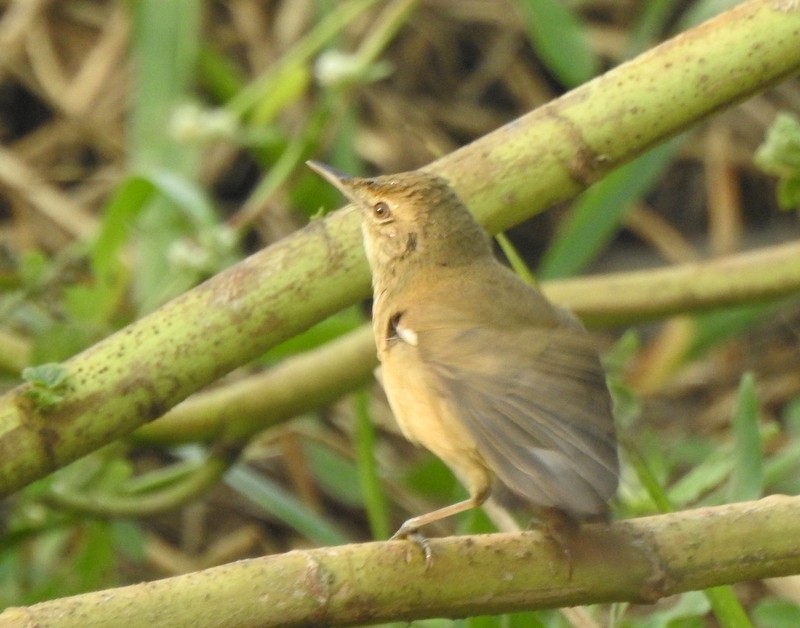 布氏葦鶯 - ML645831693
