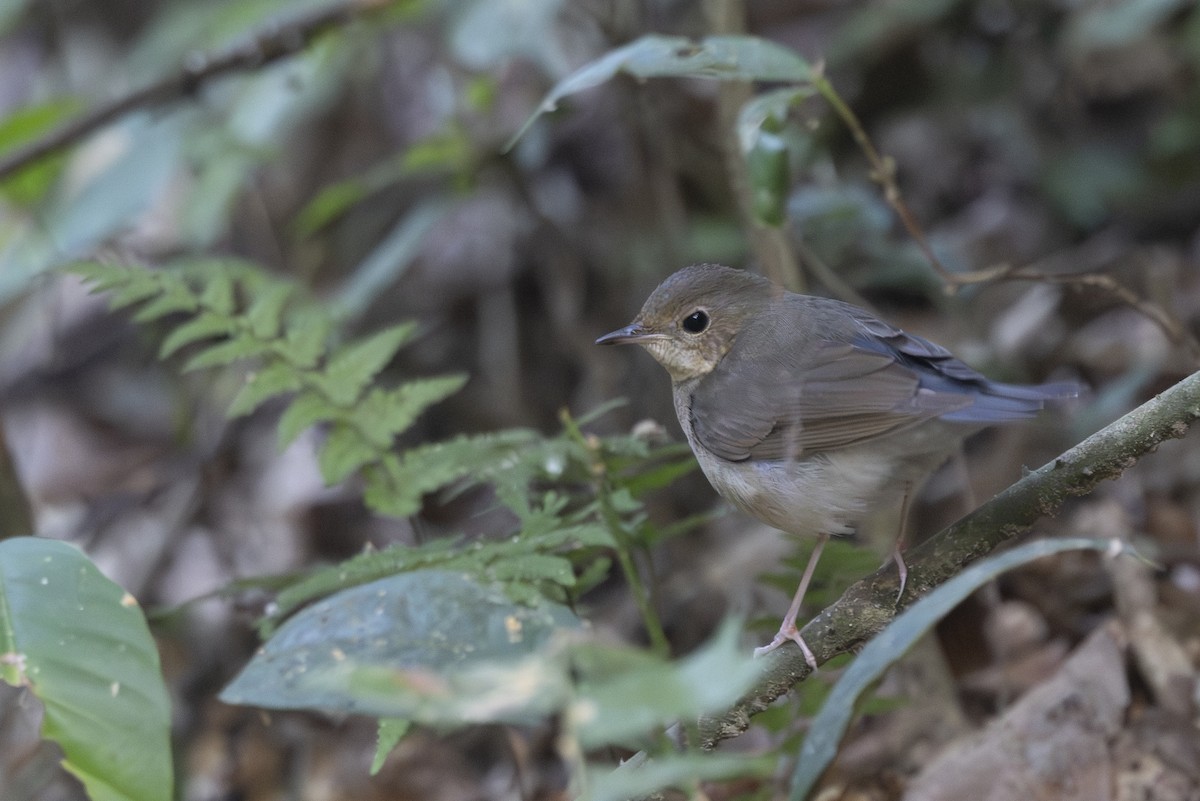 藍歌鴝 - ML645831694