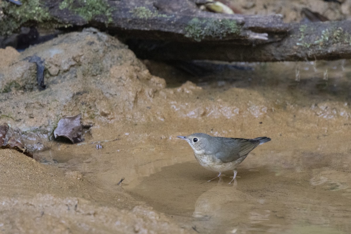 藍歌鴝 - ML645831695