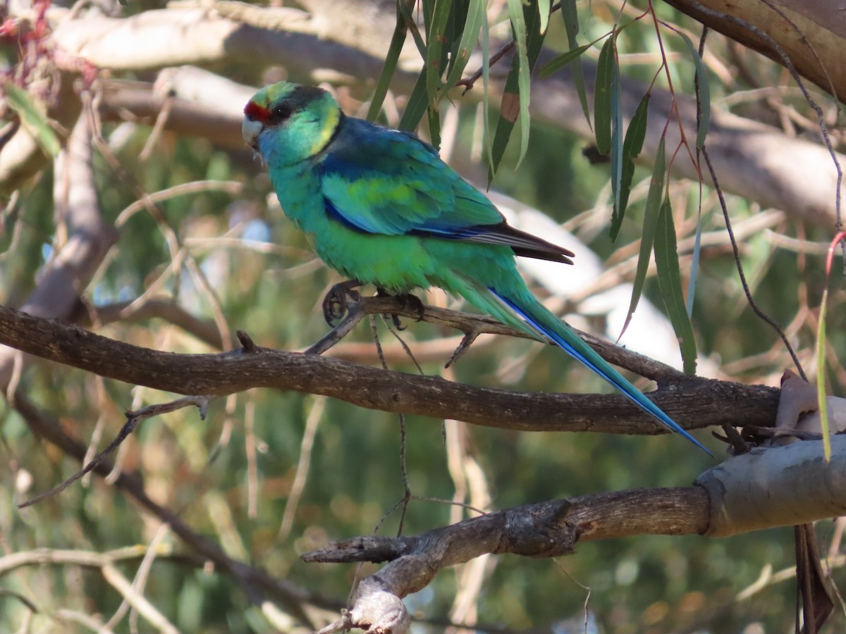 Australian Ringneck - ML645831697