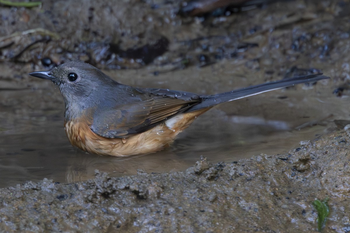 白腰鵲鴝 - ML645831698