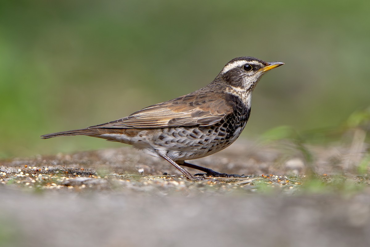 斑點鶇 - ML645831699