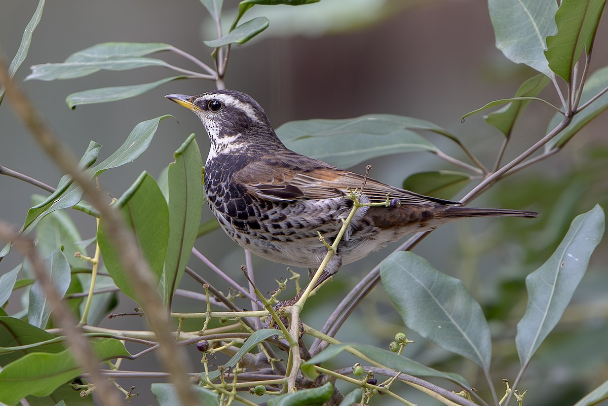 斑點鶇 - ML645831700