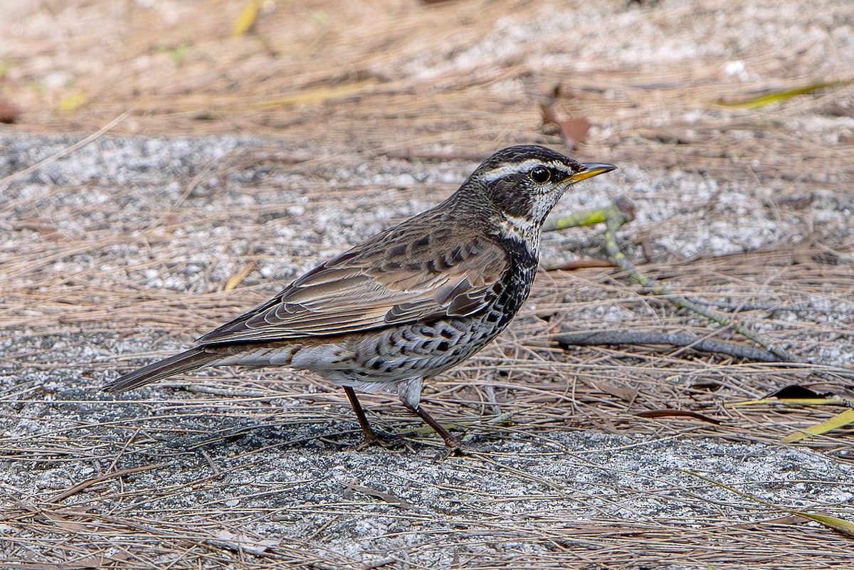 斑點鶇 - ML645831701