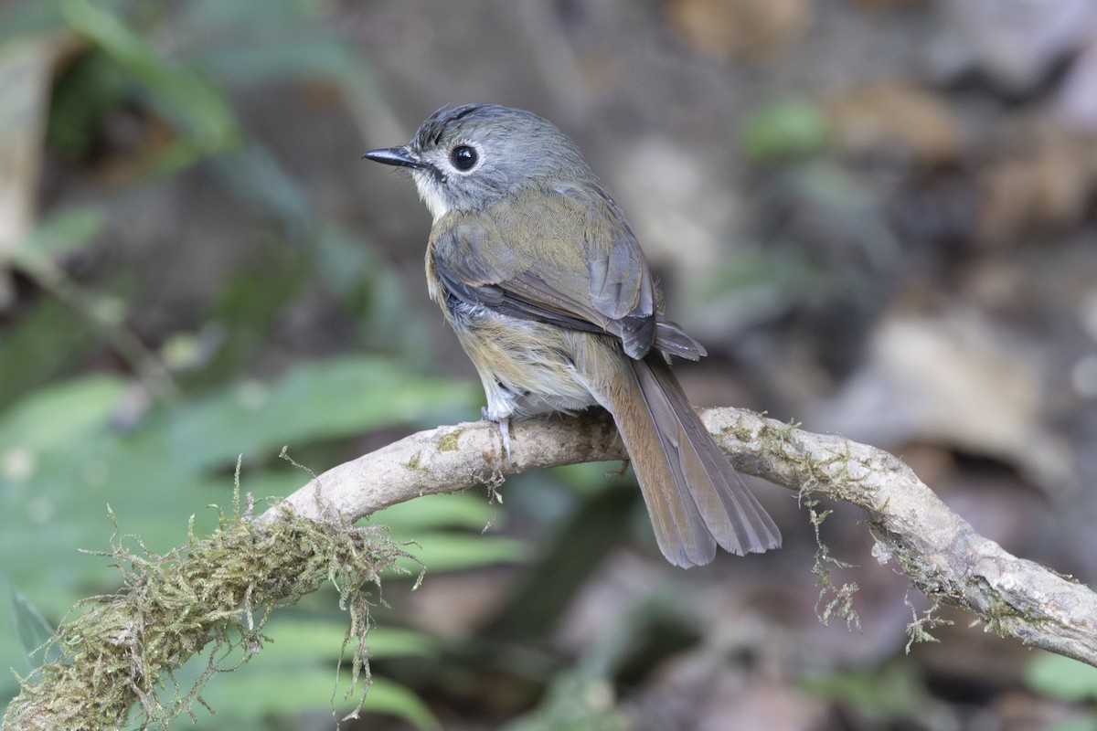 Pale-chinned Flycatcher - ML645831703