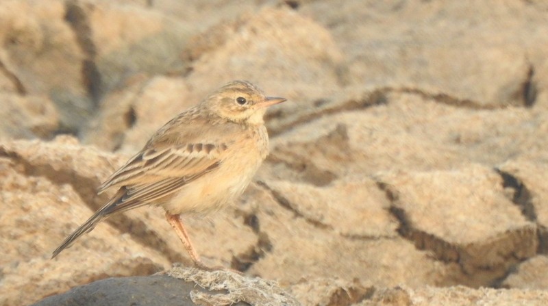 稻田鷚 - ML645831705