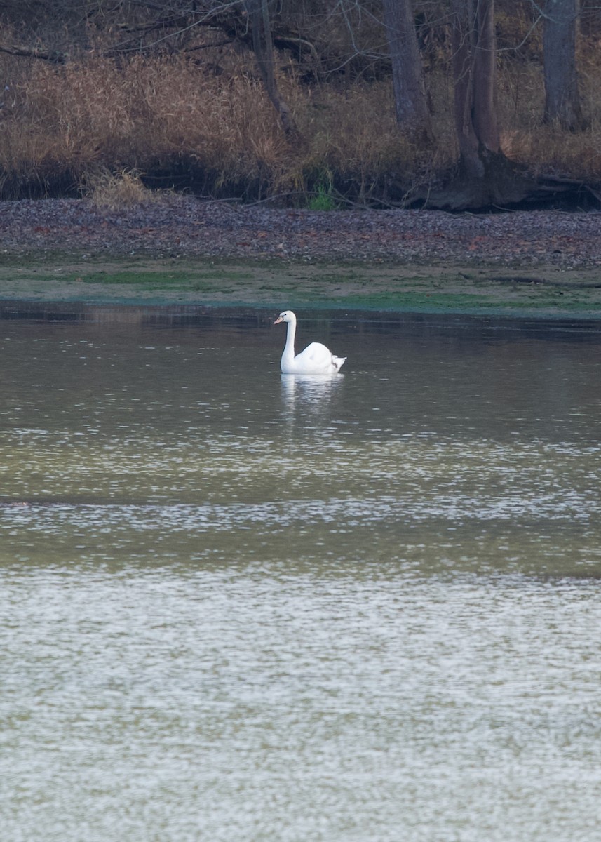 疣鼻天鵝 - ML645831706